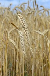 pszenżyto formy azotowe