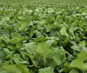 Startowa dawka azotu i&nbsp;siarki dla rzepaku! [INFOGRAFIKA]