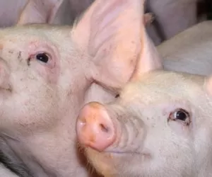 Tucz trzody chlewnej, a&nbsp;organizacja produkcji