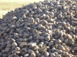 kalkulacja uprawy buraka cukrowego