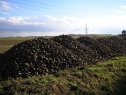 kalkulacja uprawy buraka cukrowego