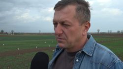 kondycja zbóż przed zimą Krzysztof Gawęcki