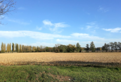 kalkulacja uprawy kukurydzy