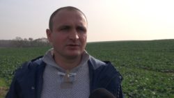 mszyce w rzepaku Marcin Markowicz