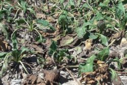 protest w losiowie gleba