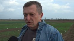 stan rzepaku przed zimą