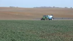 Stan plantacji rzepaku przed zimą