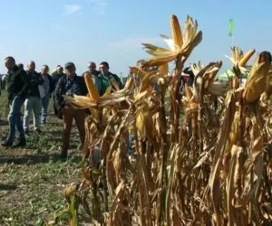 Plonowanie kukurydzy, a&nbsp;wybór odmiany