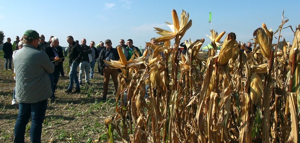 Plonowanie kukurydzy, a wybór odmiany