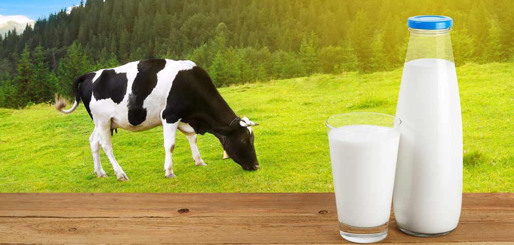 Opłacalność produkcji mleka spada, a jakie ceny?