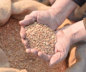 Ceny produktów rolnych według GUS. Co najbardziej podrożało?