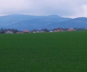 czynniki wpływające na przezimowanie zbóż