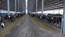 Modernizacja gospodarstw rolnych w obszarach a b c