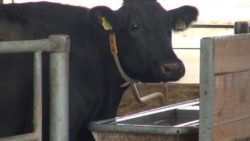 Zimna obora nie będzie problemem dla bydła, jeśli zadbamy o niezamarzające poidła i brak przeciągów.