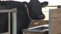 Zimna obora nie będzie problemem dla bydła, jeśli zadbamy o niezamarzające poidła i brak przeciągów.