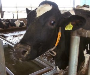 Zimna obora. Jak zabezpieczyć ją przed mrozem?