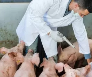 Ubój z&nbsp;konieczności? Sprawdź, jak postępować! [Aktualności]