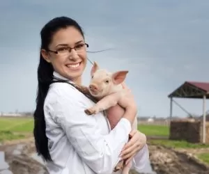 Pasożyty jelitowe w&nbsp;stadach świń – kontrola i&nbsp;leczenie