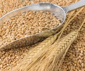 Ceny zbóż na targowiskach wciąż biją rekordy. Dowiedz się więcej!