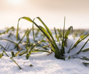 Spoczynek zimowy – jak przygotowane są do niego zboża
