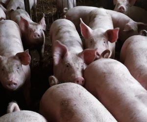 Czy integracja może ułatwić prowadzenie tuczu?