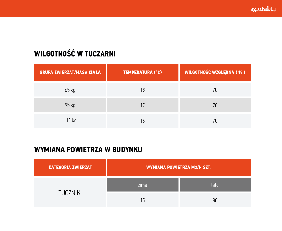 tucz świń