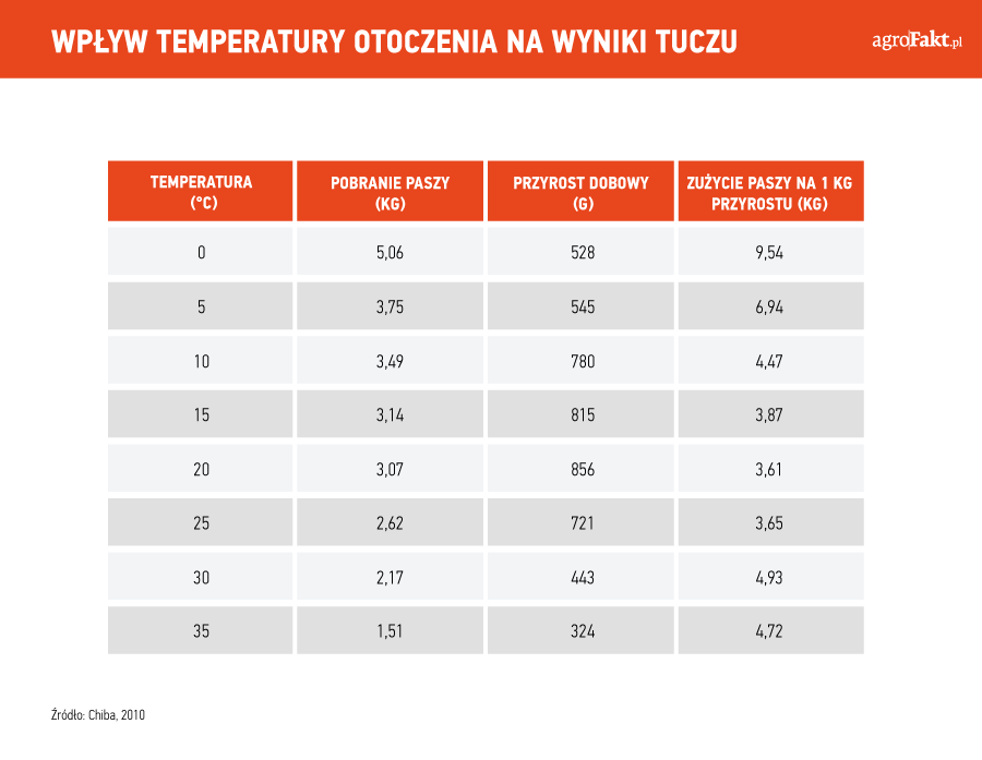 tucz świń