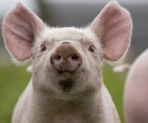 Wpływ czynników środowiska na efekty tuczu