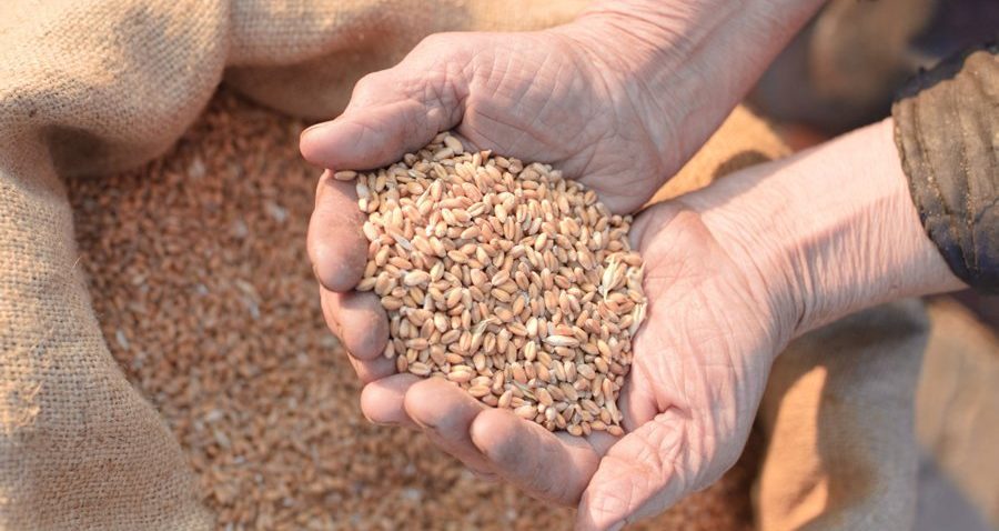 Ceny zbóż – aktualne notowania pszenicy, pszenżyta i żyta