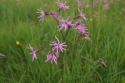 ekspert przyrodniczy