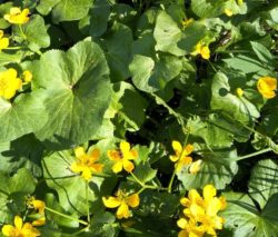 ekspert przyrodniczy