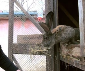 Przybywa hodowców królików