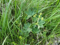 ekspert przyrodniczy