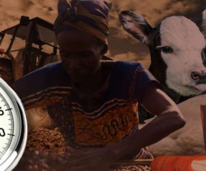 Ciekawostki rolnicze w&nbsp;100 sekund – m.in. najbardziej opłacalna uprawa