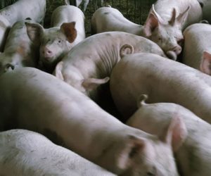 Czy wprowadzać do stada świnie hybrydowe?