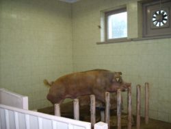 inseminacja świń 