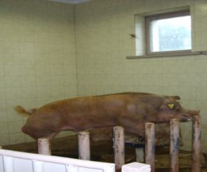 Jak prawidłowo prowadzić inseminację świń?