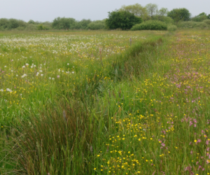 Ekspert przyrodniczy pomoże uzyskać dopłaty!