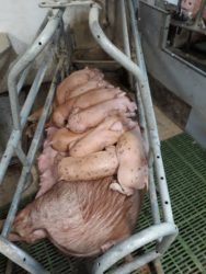 Skuteczna inseminacja 