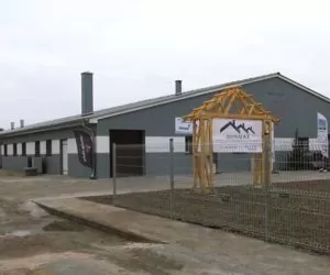 Nowoczesna chlewnia na wysoki połysk
