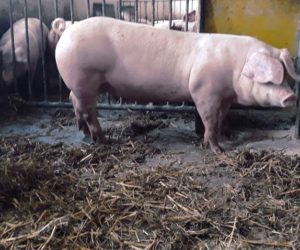 Jak pasożyty przystosowały się do życia w&nbsp;innym organizmie?