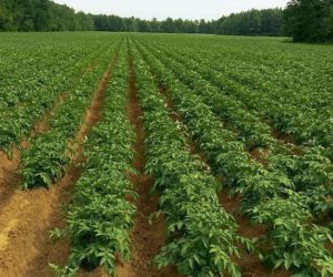 Rynek ziemniaka w&nbsp;Polsce. Co przyniesie 2019 rok?