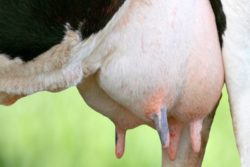 mastitis u krów