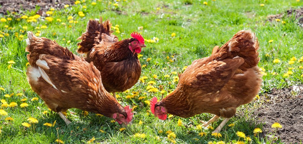 kury eko wolny wybieg