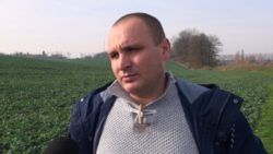 uprawa rzepaku zimą