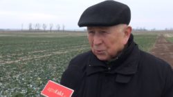 rzepak zimujący