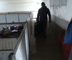 Trzoda chlewna do likwidacji