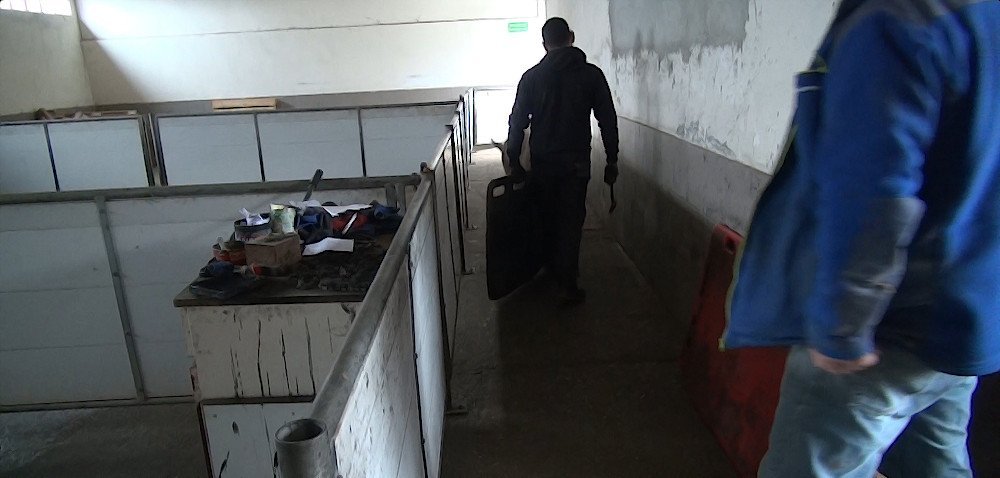 Trzoda chlewna do likwidacji