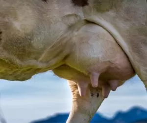 Mastitis tylko ładnie brzmi: czynniki wewnętrzne cz. II