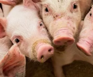 Jak pasożyty dostają się do organizmu gospodarza?